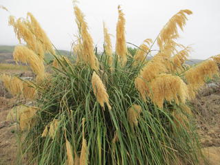 Toetoe  (NZ's largest native grass)