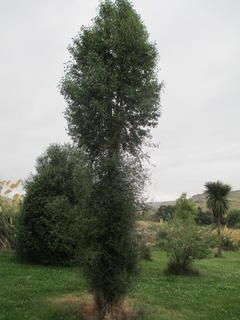 34 - Ribbonwood (Plag regius)