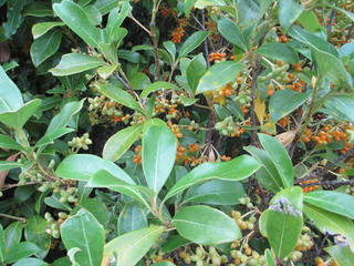 Coprosma robusta in fruit