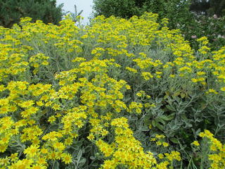 Brachyglottis greyi in flower