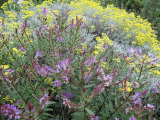 Hebe and Brachyglottis
