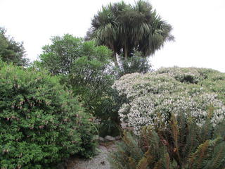 Native planting
