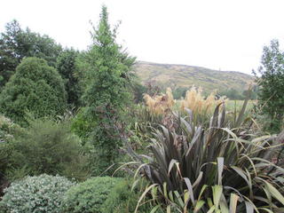 Native planting