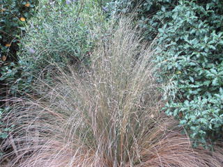 Red Tussock     Chionochloa rubra