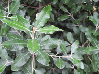 28/2 - Pittosporum ralphii