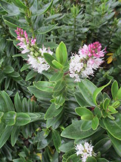 Hebe elliptica