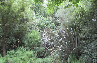 Native planting