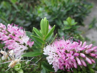 Typical hebe flower, there are many colours
