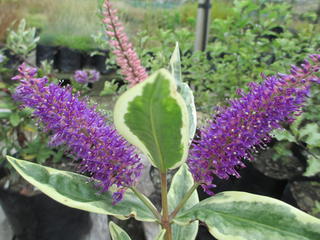 Hebe andersonii 'variegata'