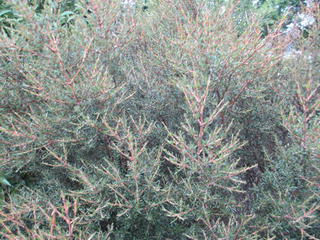 4/8 - Coprosma rugosa