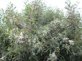 Hoheria populnea in flower