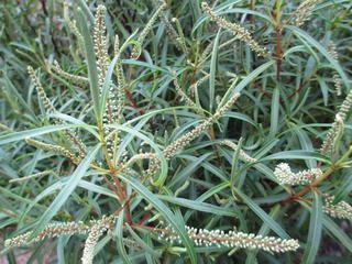 Hebe parviflora var angustifolia