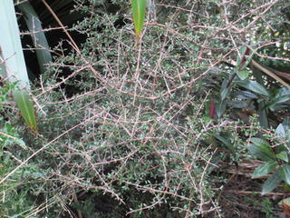 Coprosma propinqua     mingimingi
