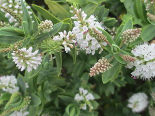 Hebe Albicans