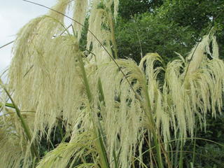 Toetoe flowers