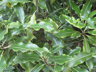 Pittosporum eugenioides    Lemonwood