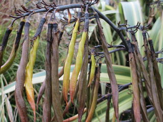 Flax seed pods