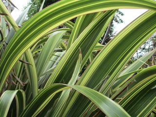 15/4 Flax varigated (Phormium)
