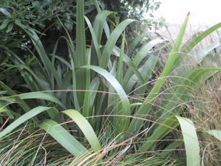Phormium Cookianum  (Mountain flax)