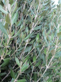 42/4 - Olearia traversii (Chatham Is. Akeake)