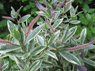 Hebe andersonii 'variegata'