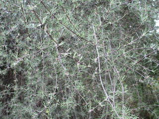 42/2 Olearia lineata