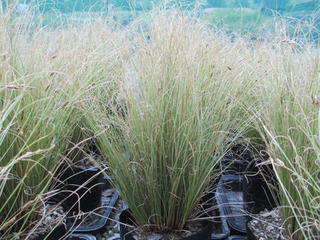 Carex comans green
