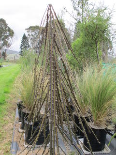Pseudopanax Ferox