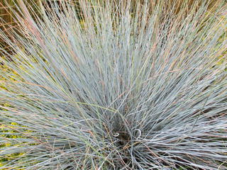 Festuca coxii bluegrass