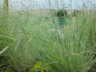 Festuca novae-zelandiae (Hard tussock)