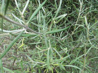 Olearia lineata dartonii