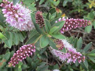 Hebe albicans red edge