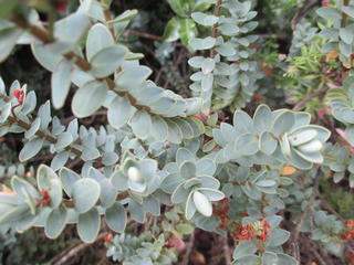 Hebe pinguifolia