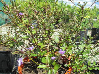 Parahebe Blue