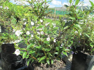 Parahebe White