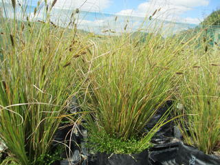 Carex dipsacea