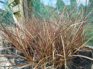 Carex tenuiculmis