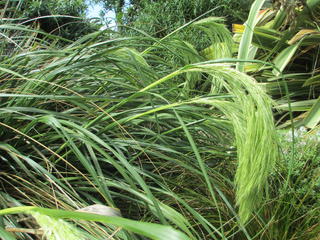 Chionochloa flavicans