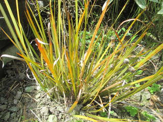 Libertia