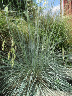 Blue oat grass
