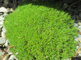 Scleranthus bioflorus