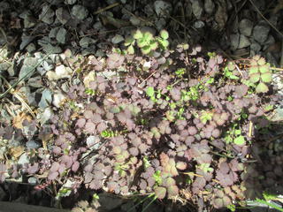 Acaena inermis purpurea (Purple Piripiri)