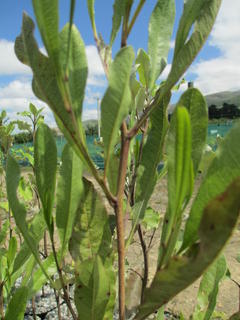 Dodonaea viscosa green  (Ake Ake)
