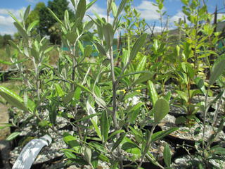 Corokia buddleioides
