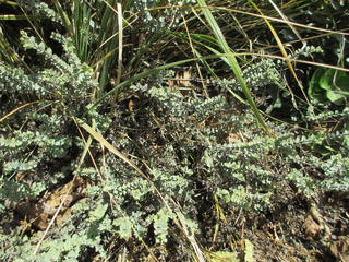 Hebe pimeleoides
