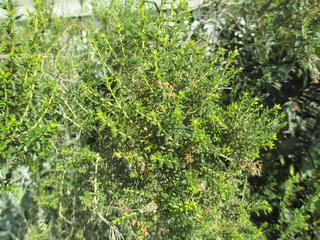 Ozothamnus vauvilliersii - mountain cottonwood  (Cassinia)