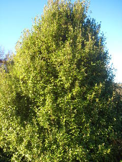 28 - Pittosporum tenuifolium