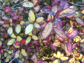48 - Pseudowintera colorata (Horopito)