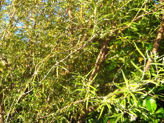 42/1 - Olearia lineata