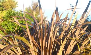 15/1 NZ Flax (P Tenax Red)